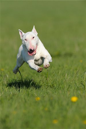 Bull Terrier, Bavaria, Germany Stock Photo - Premium Royalty-Free, Code: 600-06125857
