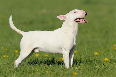 Bull-terrier, Bavière, Allemagne Photographie de stock - Premium Libres de Droits, Code: 600-06125859