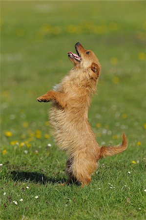 standing on hind legs - Australian Terrier, Bavaria, Germany Stock Photo - Premium Royalty-Free, Code: 600-06125853