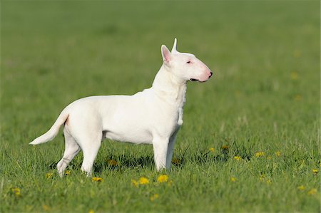 Bull Terrier, Bavaria, Germany Stock Photo - Premium Royalty-Free, Code: 600-06125860