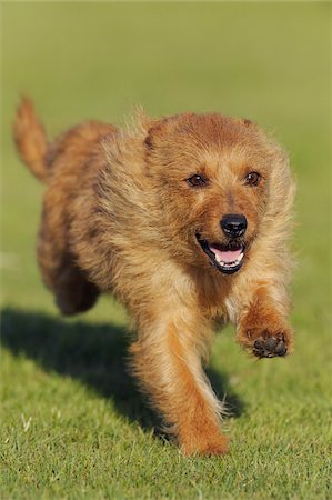 Australian Terrier, Bavaria, Germany Stock Photo - Premium Royalty-Free, Code: 600-06125862