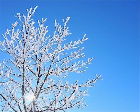 Snow Covered Maple Tree with Sun, Wustensachsen, Rhon Mountains, Hesse, Germany Stock Photo - Premium Royalty-Free, Code: 600-06144844