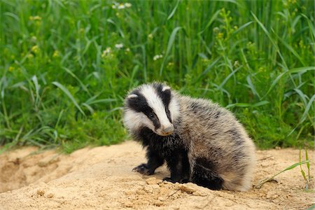 Portrait of European Badger, Hesse, Germany Foto de stock - Sin royalties Premium, Código: 600-06144947