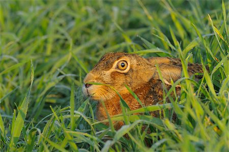 European Brown Hare in Grain Field, Hesse, Germany Stock Photo - Premium Royalty-Free, Code: 600-06144967