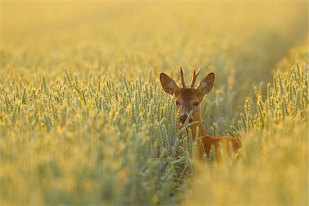 simsearch:600-06899747,k - European Roebuck in Field, Hesse, Germany Stock Photo - Premium Royalty-Free, Code: 600-06144962