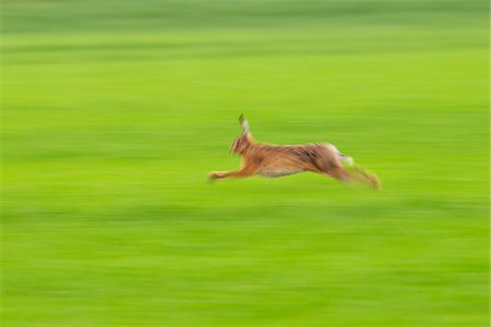 European Brown Hare Running, Hesse, Germany Stock Photo - Premium Royalty-Free, Code: 600-06144971