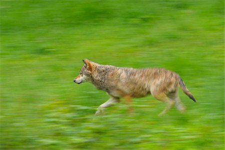 panning - Running Timber Wolf, Bavaria, Germany Stock Photo - Premium Royalty-Free, Code: 600-06144981