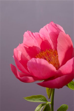 pink flower - Peony Flower Stock Photo - Premium Royalty-Free, Code: 600-06180211