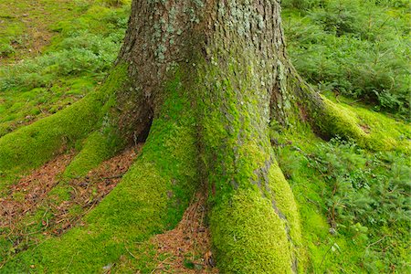 simsearch:600-06334279,k - Moss Covered Spruce Tree Trunk, Odenwald, Hesse, Germany Stock Photo - Premium Royalty-Free, Code: 600-06334264