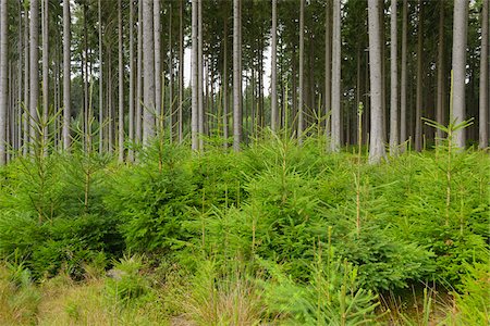 simsearch:600-06334279,k - Spruce Forest, Odenwald, Hesse, Germany Stock Photo - Premium Royalty-Free, Code: 600-06334266