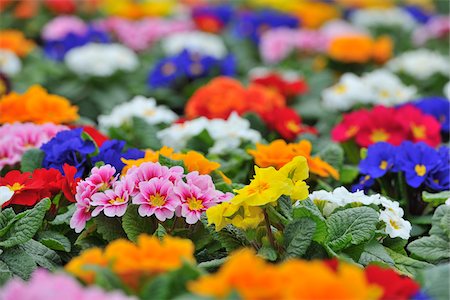 Primrose Flowers, Bavaria, Germany Stock Photo - Premium Royalty-Free, Code: 600-06334472