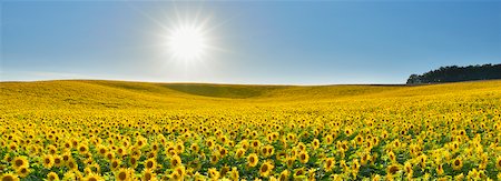 panorama - Sunflower Field, Arnstein, Main-Spessart, Franconia, Bavaria, Germany Foto de stock - Royalty Free Premium, Número: 600-06334500