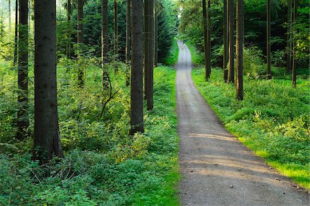 Gravel Road, Black Forest, Schwarzwald-Baar, Baden-Wurttemberg, Germany Stock Photo - Premium Royalty-Free, Code: 600-06368326