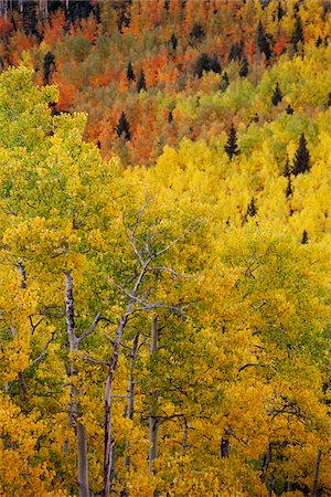 Aspen Trees in Autumn, Colorado, USA Stock Photo - Premium Royalty-Free, Code: 600-06383699