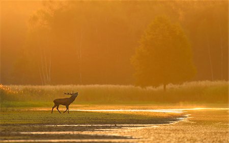 Red Deer, Biosphere Reserve, Upper Lusatia, Saxony, Germany Stock Photo - Premium Royalty-Free, Code: 600-06383729