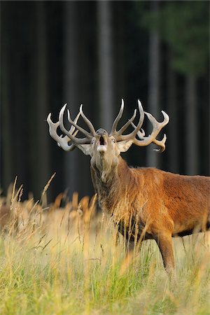 Red Deer During Rutting Season, Saxony, Germany Stock Photo - Premium Royalty-Free, Code: 600-06383733
