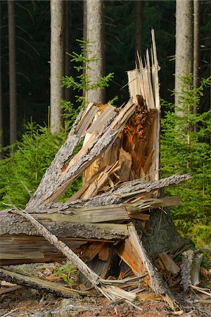 simsearch:600-06334279,k - Broken Tree, Spruce Forest, Odenwald, Hesse, Germany Stock Photo - Premium Royalty-Free, Code: 600-06383744