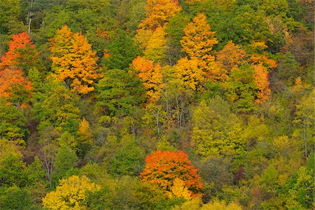 simsearch:600-05973842,k - Trees in Autumn, Wertheim, Baden-Wuerttemberg, Germany Stock Photo - Premium Royalty-Free, Code: 600-06397424