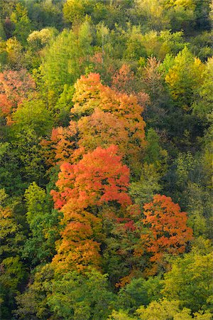 simsearch:600-06397426,k - Trees in Autumn, Wertheim, Baden-Wuerttemberg, Germany Foto de stock - Sin royalties Premium, Código: 600-06397425