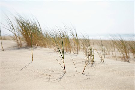 Sand Dunes and Dune Grass, Cap Ferret, Gironde, Aquitaine, France Stock Photo - Premium Royalty-Free, Code: 600-06407741