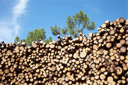 simsearch:700-00361363,k - Pile of Logs, Lacanau, Gironde, Aquitaine, France Stock Photo - Premium Royalty-Free, Code: 600-06407757