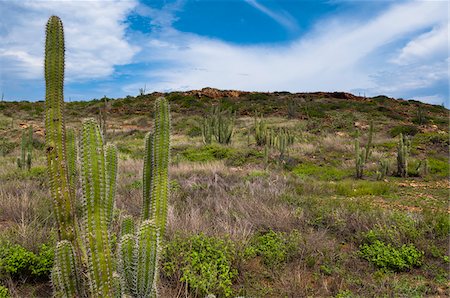 simsearch:600-06431260,k - Paysage avec le Cactus, le Parc National Arikok, Aruba, petites Antilles, des Caraïbes Photographie de stock - Premium Libres de Droits, Code: 600-06431255