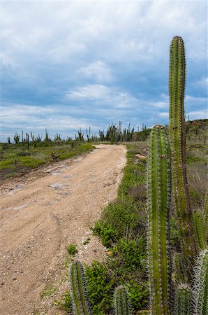 simsearch:600-06431260,k - Cactus en chemin de terre, le Parc National Arikok, Aruba, petites Antilles, des Caraïbes Photographie de stock - Premium Libres de Droits, Code: 600-06431256