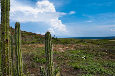 simsearch:600-06431260,k - Paysage avec le Cactus, le Parc National Arikok, Aruba, petites Antilles, des Caraïbes Photographie de stock - Premium Libres de Droits, Code: 600-06431257