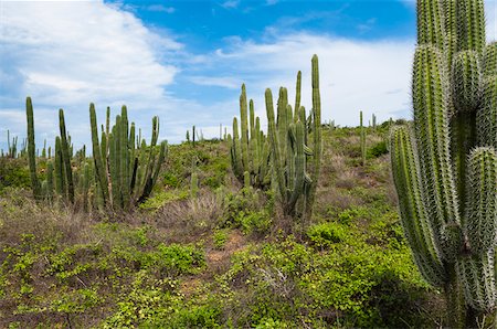 simsearch:600-06431260,k - Paysage avec le Cactus, le Parc National Arikok, Aruba, petites Antilles, des Caraïbes Photographie de stock - Premium Libres de Droits, Code: 600-06431258