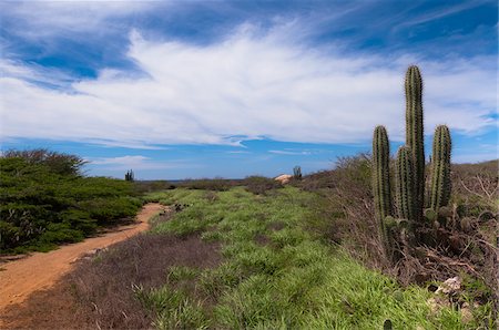 simsearch:600-06431260,k - Panoramique avec chemin d'accès et de Cactus, côte nord d'Aruba, Lesser Antilles, Caraïbes Photographie de stock - Premium Libres de Droits, Code: 600-06431259