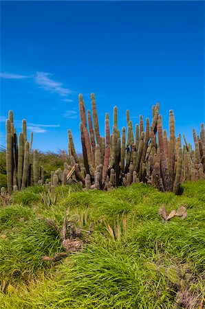 simsearch:600-06431260,k - Panoramique avec Cactus, petites Antilles, Aruba, Caraïbes Photographie de stock - Premium Libres de Droits, Code: 600-06431264