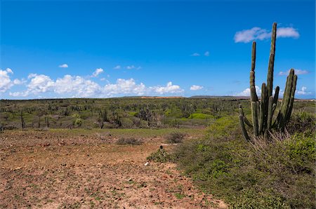simsearch:600-06431260,k - Panoramique avec le Cactus, le Parc National Arikok, Aruba, petites Antilles, des Caraïbes Photographie de stock - Premium Libres de Droits, Code: 600-06431266