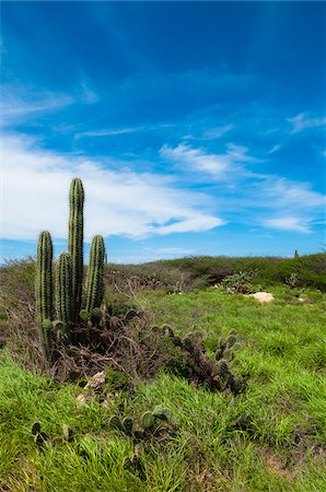 simsearch:600-06431260,k - Panoramique avec Cactus, côte nord d'Aruba, petites Antilles-Caraïbes Photographie de stock - Premium Libres de Droits, Code: 600-06431261