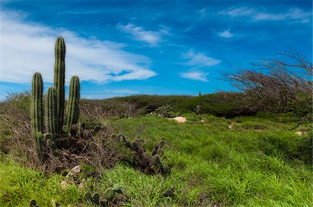 simsearch:600-06431260,k - Panoramique avec Cactus, côte nord d'Aruba, petites Antilles-Caraïbes Photographie de stock - Premium Libres de Droits, Code: 600-06431262