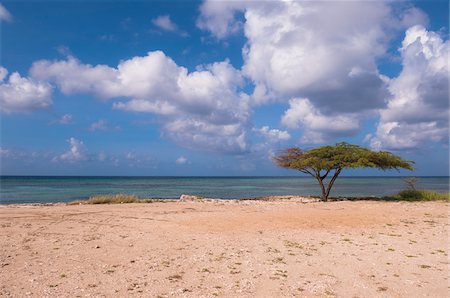 simsearch:600-06431260,k - Arbre solitaire sur la plage, Savaneta, Aruba, petites Antilles, des Caraïbes Photographie de stock - Premium Libres de Droits, Code: 600-06431297
