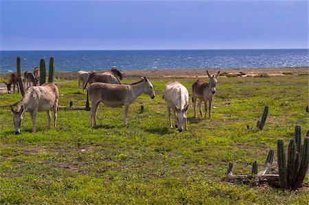 simsearch:600-06431260,k - Wild Donkeys, Arikok National Park, Aruba, Netherlands Antilles, Caribbean Photographie de stock - Premium Libres de Droits, Code: 600-06431310