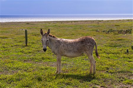 simsearch:600-06431260,k - Wild Donkey, Arikok National Park, Aruba, Netherlands Antilles, Caribbean Photographie de stock - Premium Libres de Droits, Code: 600-06431311