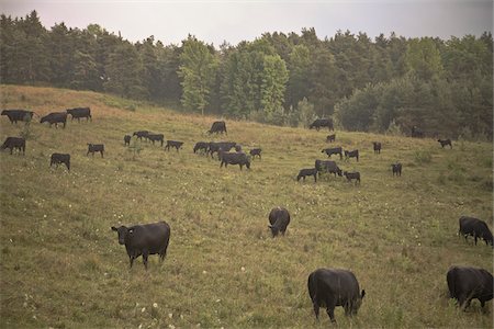 simsearch:600-02886705,k - Cattle in Field, Newmarket, Ontario, Canada Stock Photo - Premium Royalty-Free, Code: 600-06452048