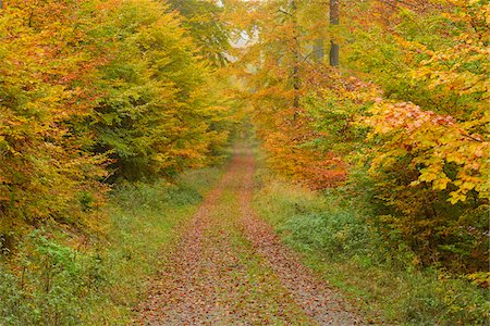 simsearch:600-05973842,k - Path through Beech Forest in Autumn, Spessart, Bavaria, Germany Stock Photo - Premium Royalty-Free, Code: 600-06471300
