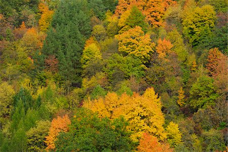 simsearch:600-05973842,k - Trees in Autumn, Wertheim, Baden-Wuerttemberg, Germany Stock Photo - Premium Royalty-Free, Code: 600-06471301