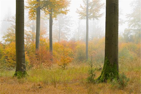 simsearch:600-05973842,k - Beech Trees with Mist in Autumn, Spessart, Bavaria, Germany Stock Photo - Premium Royalty-Free, Code: 600-06471302