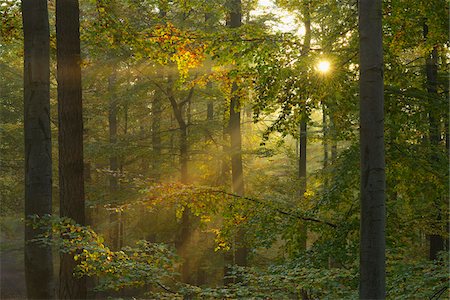 simsearch:600-06397426,k - Sunbeams through Beech Forest in Autumn with Morning Mist, Spessart, Bavaria, Germany Foto de stock - Sin royalties Premium, Código: 600-06471318