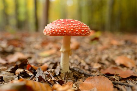 simsearch:600-06486334,k - Close-up of Fly Agaric (Amanita muscaria) on Forest Floor in Autumn, Neumarkt, Upper Palatinate, Bavaria, Germany Stock Photo - Premium Royalty-Free, Code: 600-06486306