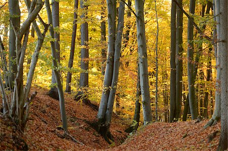 simsearch:600-06397426,k - European Beech (Fagus sylvatica) Forest in Autumn Foliage, Upper Palatinate, Bavaria, Germany Foto de stock - Sin royalties Premium, Código: 600-06486318