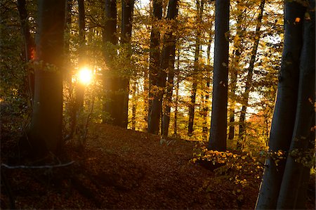 simsearch:600-06397426,k - Sun through European Beech (Fagus sylvatica) Forest in Autumn, Upper Palatinate, Bavaria, Germany Foto de stock - Sin royalties Premium, Código: 600-06486319