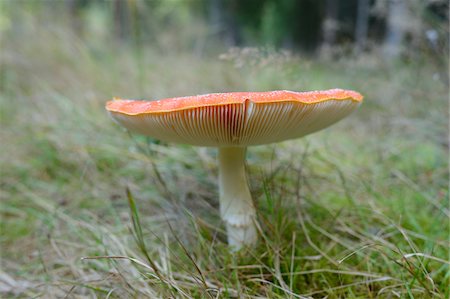 simsearch:600-06486334,k - Close-up of Fly Agaric (Amanita muscaria) on Forest Floor, Neumarkt, Upper Palatinate, Bavaria, Germany Stock Photo - Premium Royalty-Free, Code: 600-06486324
