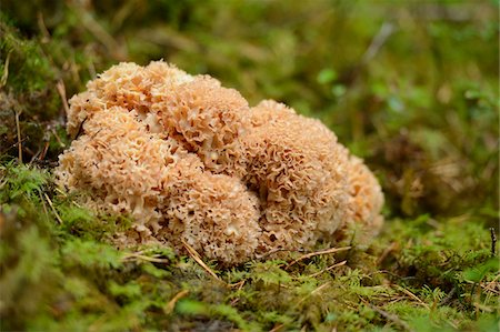 simsearch:600-06486334,k - Cauliflower Mushroom (Sparassis crispa) on Forest Floor, Bavaria, Germany Stock Photo - Premium Royalty-Free, Code: 600-06486329