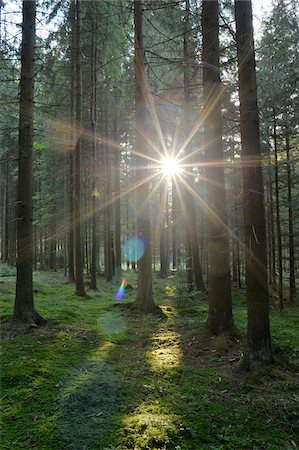 rays - Sun Rays through Norway Spruce (Picea abies) Forest, Upper Palatinate, Bavaria, Germany Foto de stock - Sin royalties Premium, Código: 600-06486323