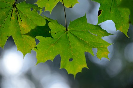 simsearch:600-06486334,k - Close-up of Maple (Acer) Leaves, Upper Palatinate, Bavaria, Germany Stock Photo - Premium Royalty-Free, Code: 600-06486336
