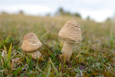 simsearch:600-06486334,k - Close-up of Parasol Mushroom (Macrolepiota), Neumarkt, Upper Palatinate, Bavaria, Germany Stock Photo - Premium Royalty-Free, Code: 600-06486337